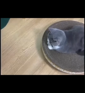 ที่ลับเล็บน้องแมว รูปวงกลม ขนาด 48cmx8cm ซม. ของเล่นแมว ที่นอนแมว ที่ลับเล็บแมว ที่ฝนเล็บแมว แผ่นลับเล็บ