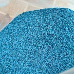 Scotts° Zoysia Matrella Manila Grass 10Gram LBS° Benih Rumput Lapangan Sepak Bola 10G Manila Grass