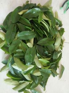 SW Daun sirsak segar langsung dari pohon 100 dan 50 lembar 0bat herbal untuk k0lesterol daun sirzak