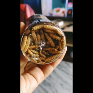 Akari Maggot Pro 40gr 40 Gram 40 g Pakan Ikan Arwana Koi Louhan Predator Kelabang