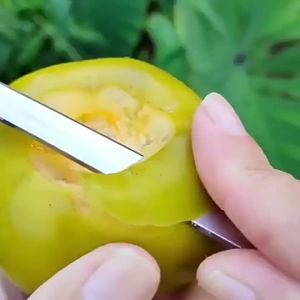 แคมป์ปิ้งมีดคมมีดตรงปอกมีดผลไม้ความแข็งสูงบาร์บีคิวกลางแจ้งมีดเอาชีวิตรอดที่รกร้างว่างเปล่า  G3204