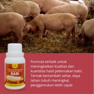 Vitamin Penggemuk Babi / Vitamin Anak Babi Biar Cepat Besar / Vitamin Penambah Nafsu Makan Babi