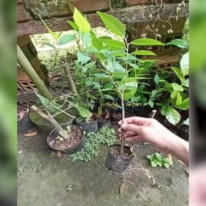 Cây Bình Bát quả hình trái tim - Cây Na Xiêm - Cây Đào Tiên