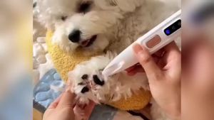 Pet Hair Trimmer with Led Light2024 NewMicroPrecision Trimmer Cat Dog Claw TrimmerRechargeableHair Trimmer for GroomingMultifunctionalHair Clippers Pink 1 Pcs