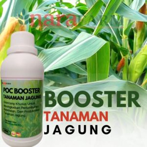 Pupuk pembesar buah jagungPupuk cair penyubur tanaman jagungPupuk cair khusus tanaman jagung