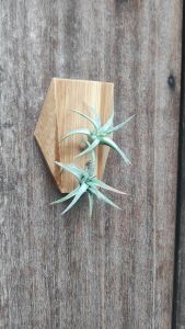tillandsia vanhyningii / Airplant / 空气凤梨- 长颈精灵