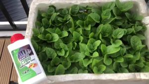 Phân bón đạm cá hữu cơ CTBIO giúp cây kích rễ kích chồi ra hoa tăng đề kháng và phòng chống sâu bệnh cải tạo đất