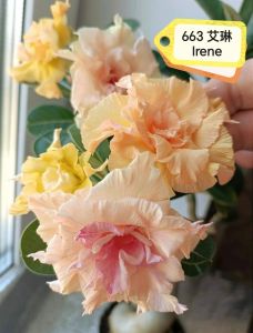 Adenium Obesum Bonsai ID 663 Irene 艾琳 富贵花