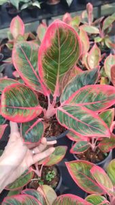 อโกลนีมาลิปสติก อินโด หรือ Kanza ลิปสติกคันซ่า ซันช่า aglonema cantik khanza thailand