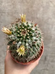 Echeveria Claudia Rose Succulent 克罗地亚玫瑰諁多肉植物Succulent