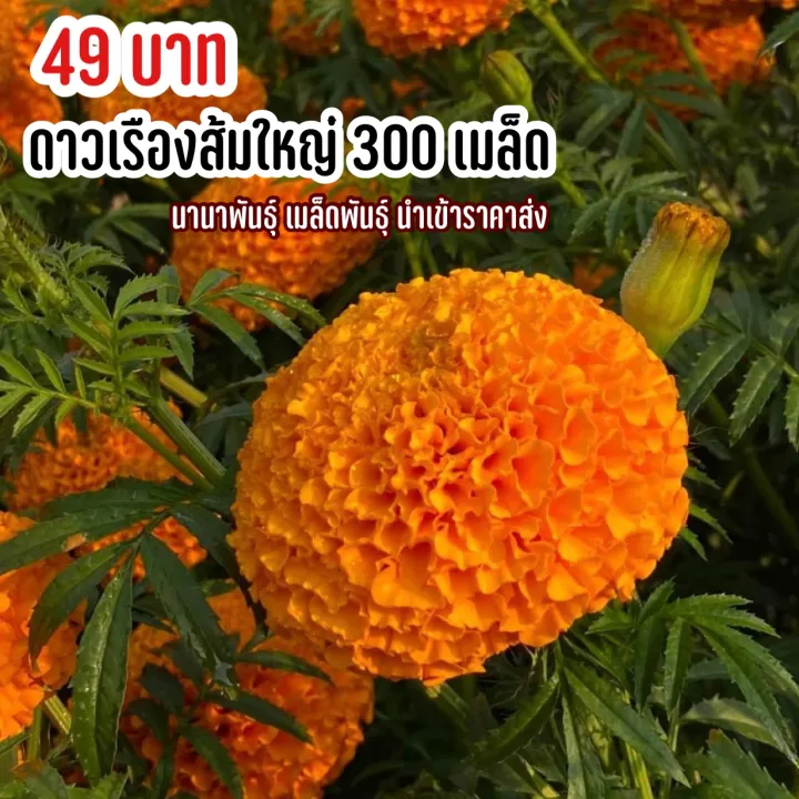 เมล็ดพันธุ์ดอกดาวเรืองสีส้ม 300 เมล็ด ดอกใหญ่