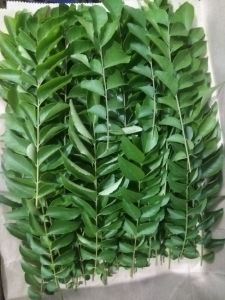 FRESH Curry leaves same day harvest & drop off.