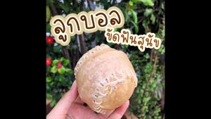 เล่นสุนัข รักบี้ รูปทรงรักบี้ สุนัข ทำจากหนังวัว ทำการแทะเล่น สนุก ขัดฟัน