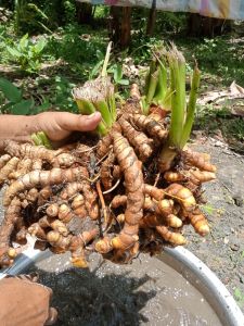 ขมิ้นใต้ น้ำหนัก 1 kg.