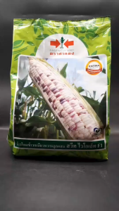 ข้าวโพดหวาน สวีทไวโอเล็ท ขนาด 1 กิโลกรัม หมดอายุ 21/09/2569 ลอตใหม่ งอกดี ข้าวโพด ศรแดง ขาวม่วง เหนียว นุ่ม หวาน ขายง่าย ตลาดชอบ ระยะเก็บ 64 วัน