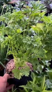 parsley.mp4