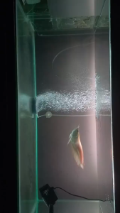 Mesin Pembuat Arus Ombak Air Aquarium Rosston Wave maker WM 3000 Wavemaker Kolam Pembersih Air