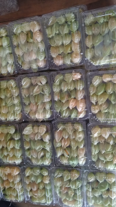 BUAH CIPLUKAN JUMBO 500GR