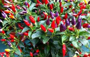 BIBIT TANAMAN CABE PELANGI 🌱Rainbow Pepper Cabe pelangi cabe hias bisa dimakan tingkat kepedasan hampir sama dengan cabai rawit dalam 1 pohon bisa ada 3 warna sesuai dengan tingkat kematangan cabe