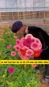 Hạt Giống Hoa Cúc Đồng Tiền F1 Nhiều Màu CT419 - Gói 10 hạt