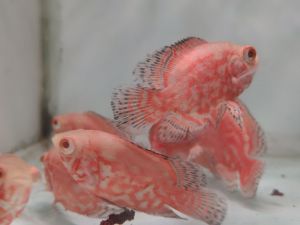 Oscar Nemo
