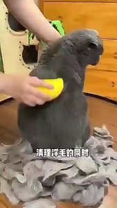 แปรงไอน้ํา สําหรับนวดขนสัตว์เลี้ยง 3 In 1หวีขนสุนัข หวีผมที่ลอยออกได้อย่างง่ายดาย ขนแปรงไม่คม ไม่เป็นรอยขีดข่วนของผิว