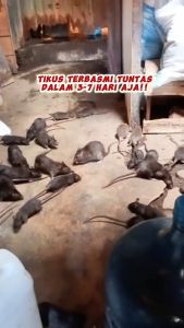 RatKiller Racun Pembasmi Tikus Mati Kering Tanpa Bau / Umpan Pembasmi Tikus