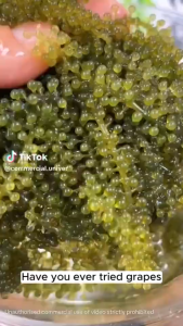 Premium Japanese Sea Grapes BUY 5 GET 5 Green Caviar Seaweed Low Calorie Healthy Food Sushi Salad