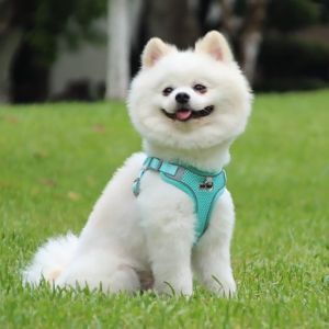 Toki - S/M/L Reflective Pet Vest Harness Adjustable Leash Rope Cat Dog Lead Tali Berjalan Kucing Anjing 宠物牵引绳 荧光