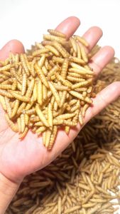 MAGGOT KERING SUPER 1 KG Pakan ikan channakokikoiarwanakura kuralouhanlelenila