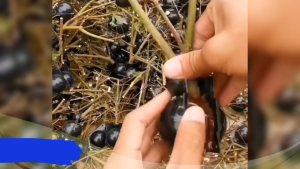 100pcs Bola Tut Pokok Alat Pembiakan Pokok / Air Layering High Pressure Plant Rooting Ball / Planting Propagation Ball