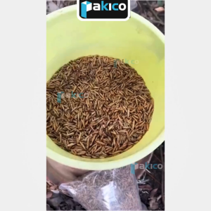 [G.I.Á S.Ỉ] Sâu Sấy Canxi Giàu Vitamin Dành Cho Gà Chọi - Sâu Canxi Sấy Khô Cho Thú Cưng - PAKICO