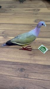 ( Toko Perangkap ) Manekin Boneka Patung Burung Punai Gading Betina