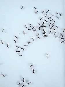 ฆ่ามดในครัวเรือนในร่มปลอดสารพิษหนึ่งรังทั้งรังลบสีขาวฆ่าสีแดงสีเหลืองเล็กๆน้อยๆพิเศษหนึ่งหม้อเหยื่อผลครัว  ไล่ตุ๊กแกออกไป