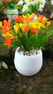 Tanaman Hias Bunga Daisy & Bunga Plastik: Dekorasi Rumah Murah