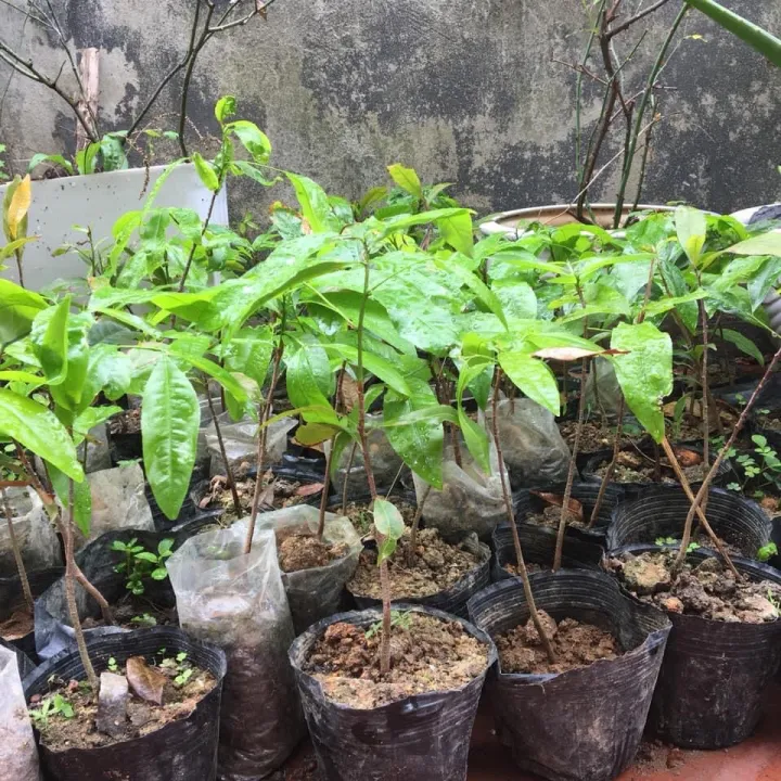 com%20bo%204%20c%C3%A2y%20gi%E1%BB%91ng%20mai%20v%C3%A0ng%20y%C3%AAn%20t%E1%BB%AD%20%205%20-%20Image%204