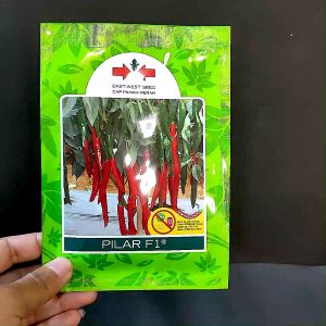 BENIH CABAI BESAR - PILAR F1