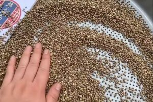 เมล็ดฮวยมั้ว ฮวยมั๊ว อาหารนกแก้ว ให้รางวัลนก นกอารมณ์ดี ขนสวย แบ่งขาย