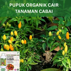 Pupuk Buah Cabai 500 ML /Pupuk Booster Cabai Cepat Berbuah Lebat/Pupuk Cair Cabai