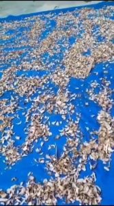 Lengkuas Laos Iris Kering Lengkuas Rempah Murni 100% tanpa campuran Lengkuas Laos Jamu Rempah