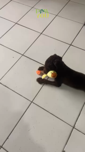 Mainan Gigitan Anjing Bunyi Suara Jika Pencet Karakter Boneka Gigit Kucing Hewan Lucu Squeaky Toy