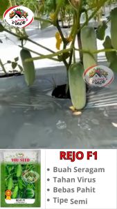 Benih Bibit Timun Lalap REJO F1 20 gram dari Cap You Seed Benih Sayur Original Berkualitas Tahan Gemini Virus Dan Kresek Daun - Lazada