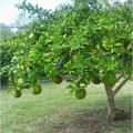 Calabash Tree Cuttings or Fruit (Miracle Fruit) for Planting or Juicing. 