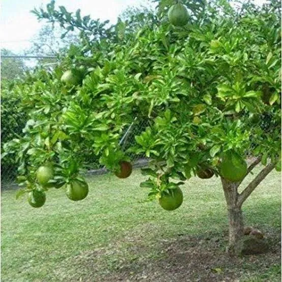 Calabash%20Tree%20Cuttings%20or%20Fruit%20(Miracle%20Fruit)%20for%20Planting%20or%20Juicing%20-%20Image%208