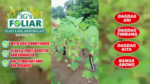 8DS 3GS SUPER FOLIAR (JAPAN TECHNOLOGY) W/ Measuring cup on 5L/4L/1L ONLY 500ML/250ML Garden soil All In One Bustimulant