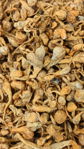 虫草花 200g 蟲草花 Cordyceps Flower 幼金虫草花 孢子头虫草花 补品 中药 Chinese Herb Chong Cao Hua Cong Cao