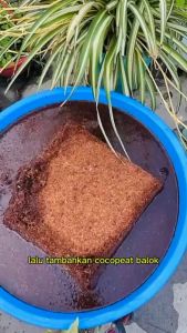 Cocopeat Block 1 kg Media Tanam Sabut Kelapa Halus Organik