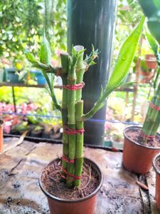 Lucky Bamboo