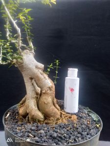 Bonsai anting putri bonggol unik prospek