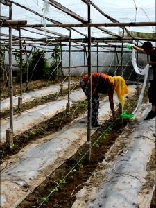 [ตาข่ายกันนก] อวนล้อมไก่ ตาข่ายล้อมไก่ สีเขียวขี้ม้า ขนาดสูง 1.5/1.7/2/2.5 เมตร ยาว 15-17 เมตร กรงไก่